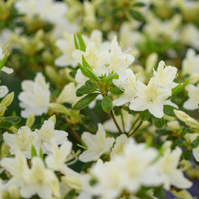 Japanse azalea White Surprise - Willemse