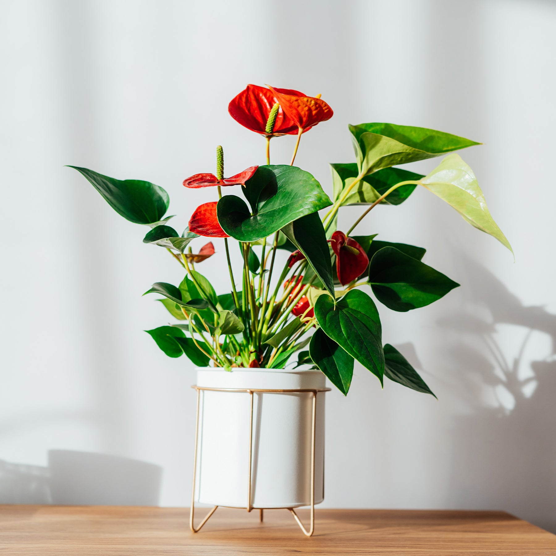 Rode flamingoplant - Willemse