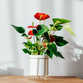 Rode flamingoplant - Willemse