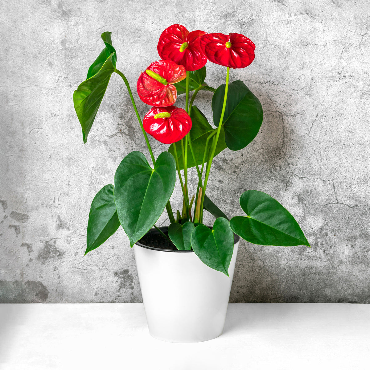 Rode flamingoplant - Anthurium Royal Champion - Willemse