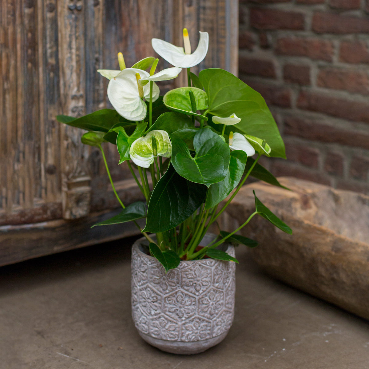 Witte flamingoplant - Willemse