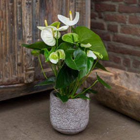 Witte flamingoplant - Willemse