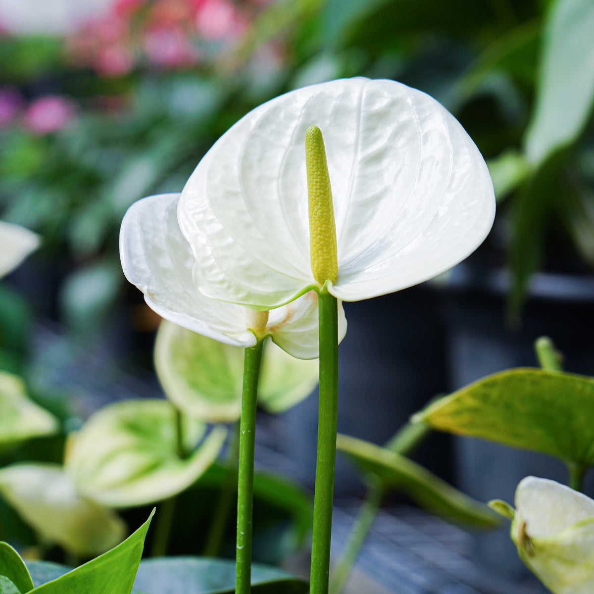 Witte flamingoplant - Anthurium White Champion - Willemse