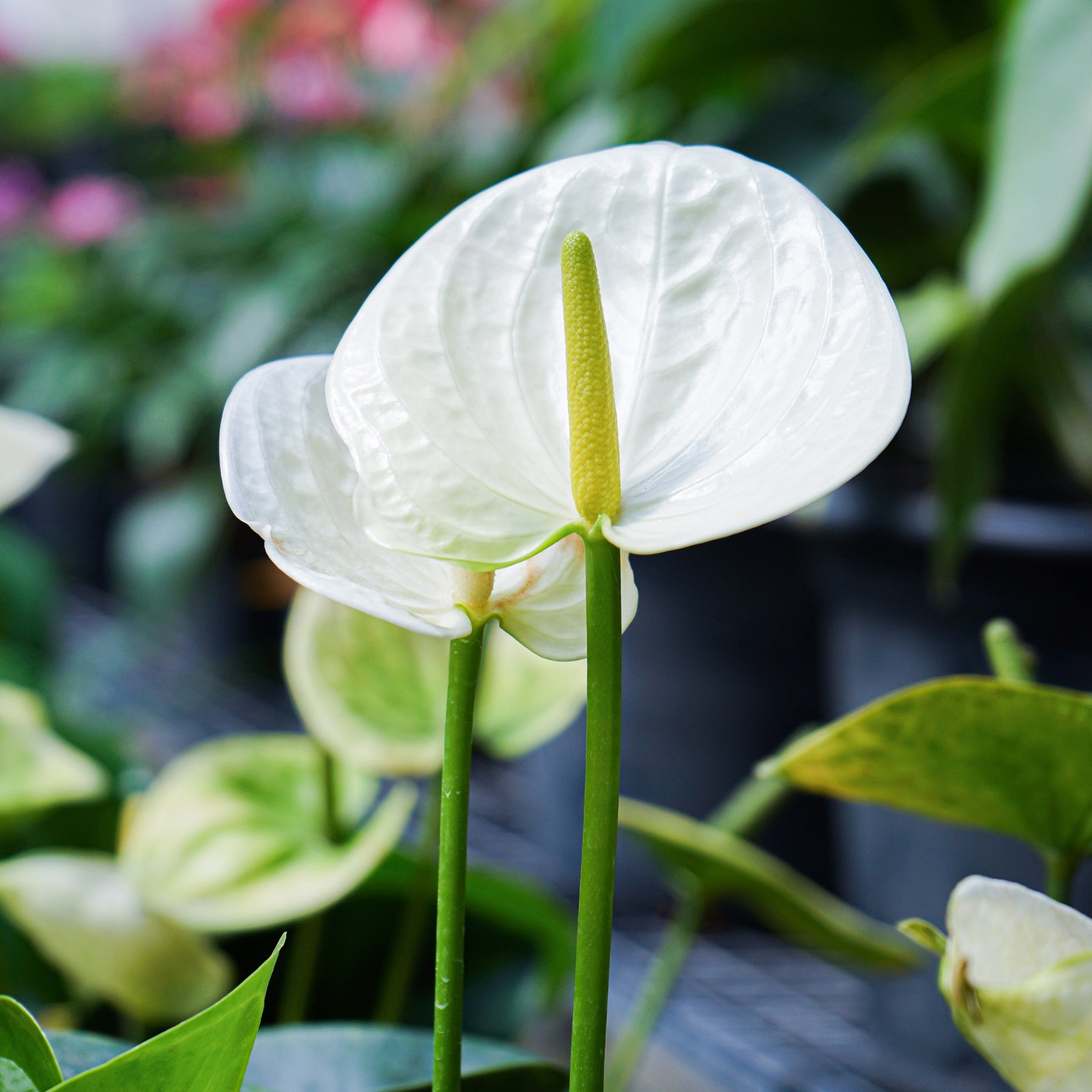 Witte flamingoplant - Anthurium White Champion - Willemse