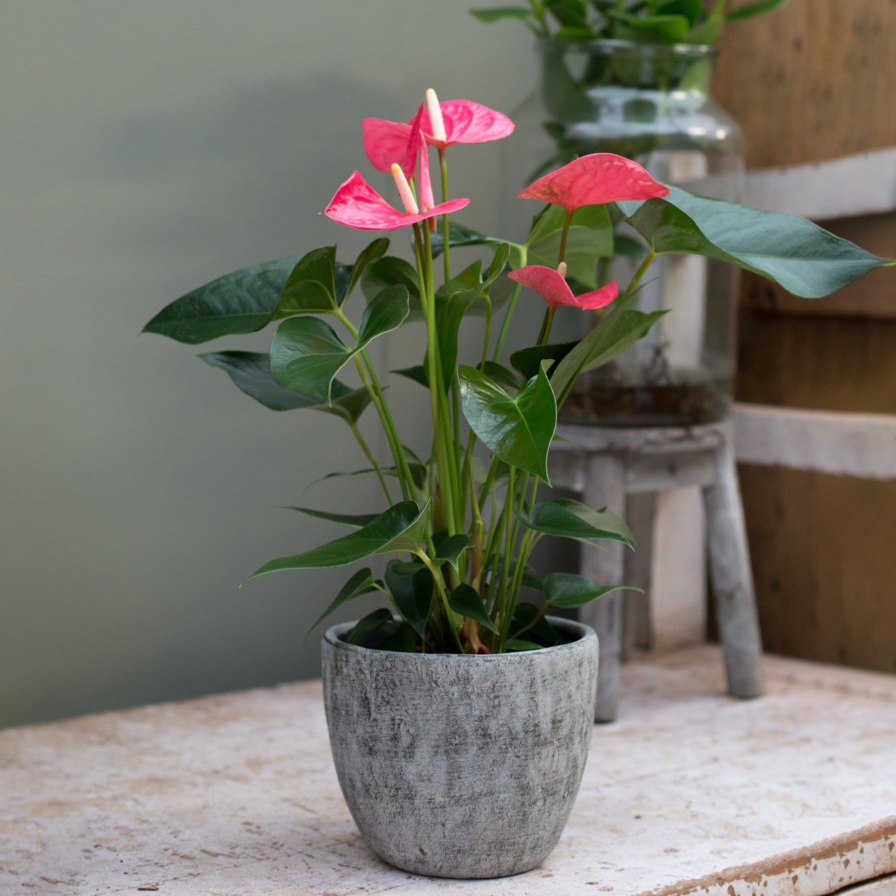 Roze flamingoplant - Willemse