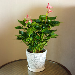 Roze flamingoplant - Anthurium andreanum Sweet Dream - Willemse