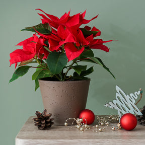 Euphorbia pulcherrima red - Rode kerstster - Kamerplanten met bloemen