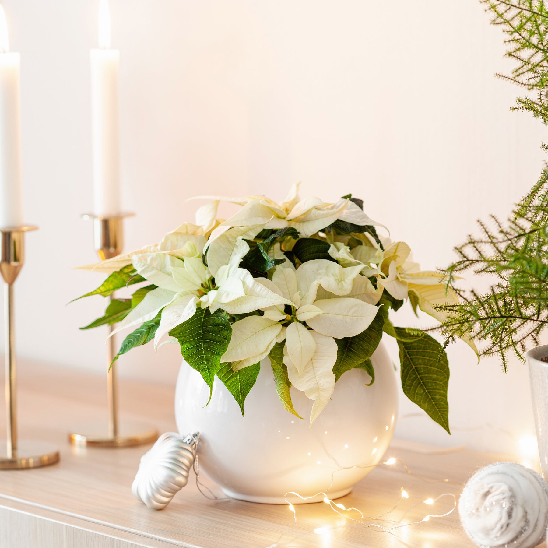 Witte kerstster - Willemse