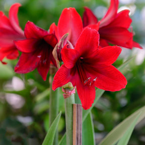 Wax Amaryllis - Wax Amaryllis  Magic Rosé Gold - Amaryllis  Magic Rosé Gold