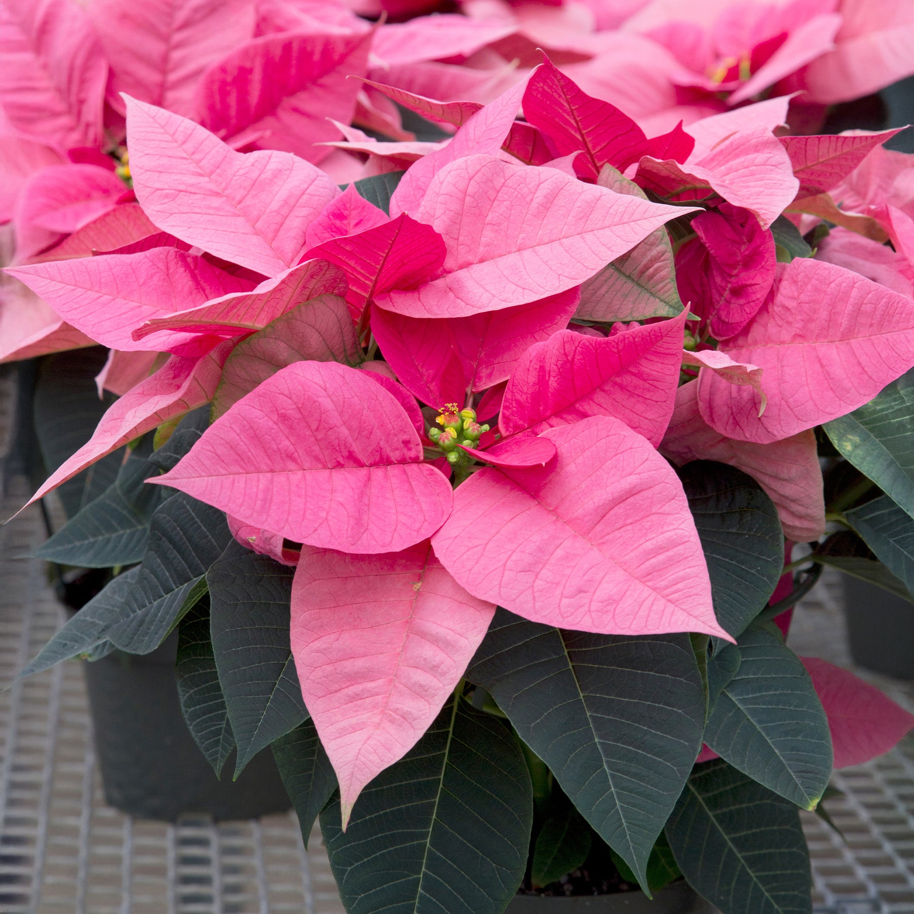 Roze kerstster - Willemse