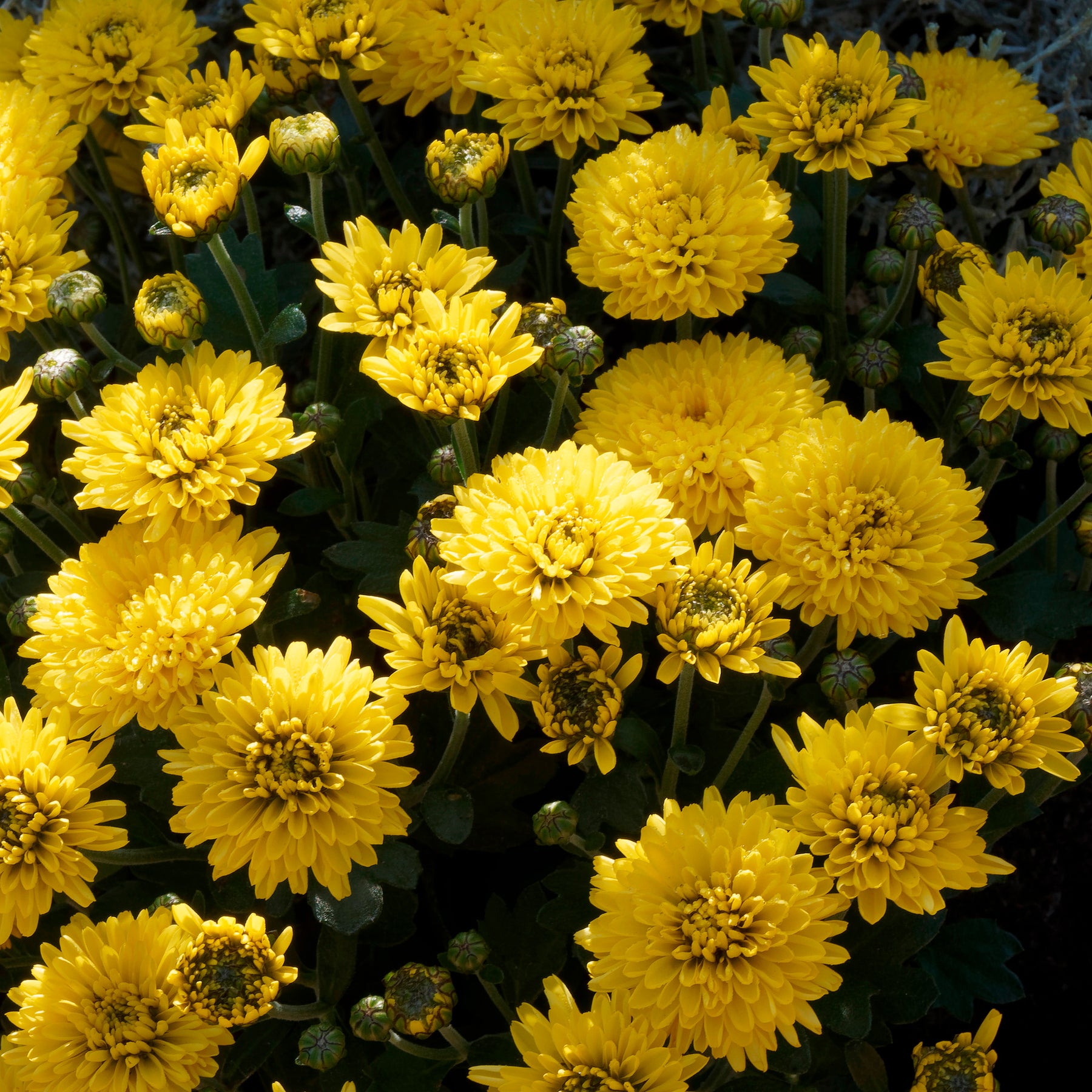 Chrysant  geel/oranje - Chrysanthemum indicum - Willemse