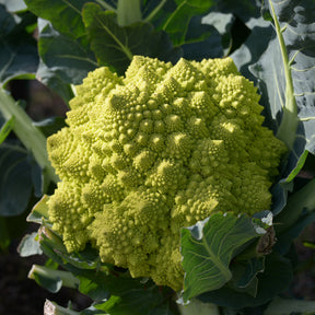 Brassica oleracea botrytis romanesco - Romanesco - Koolzaden