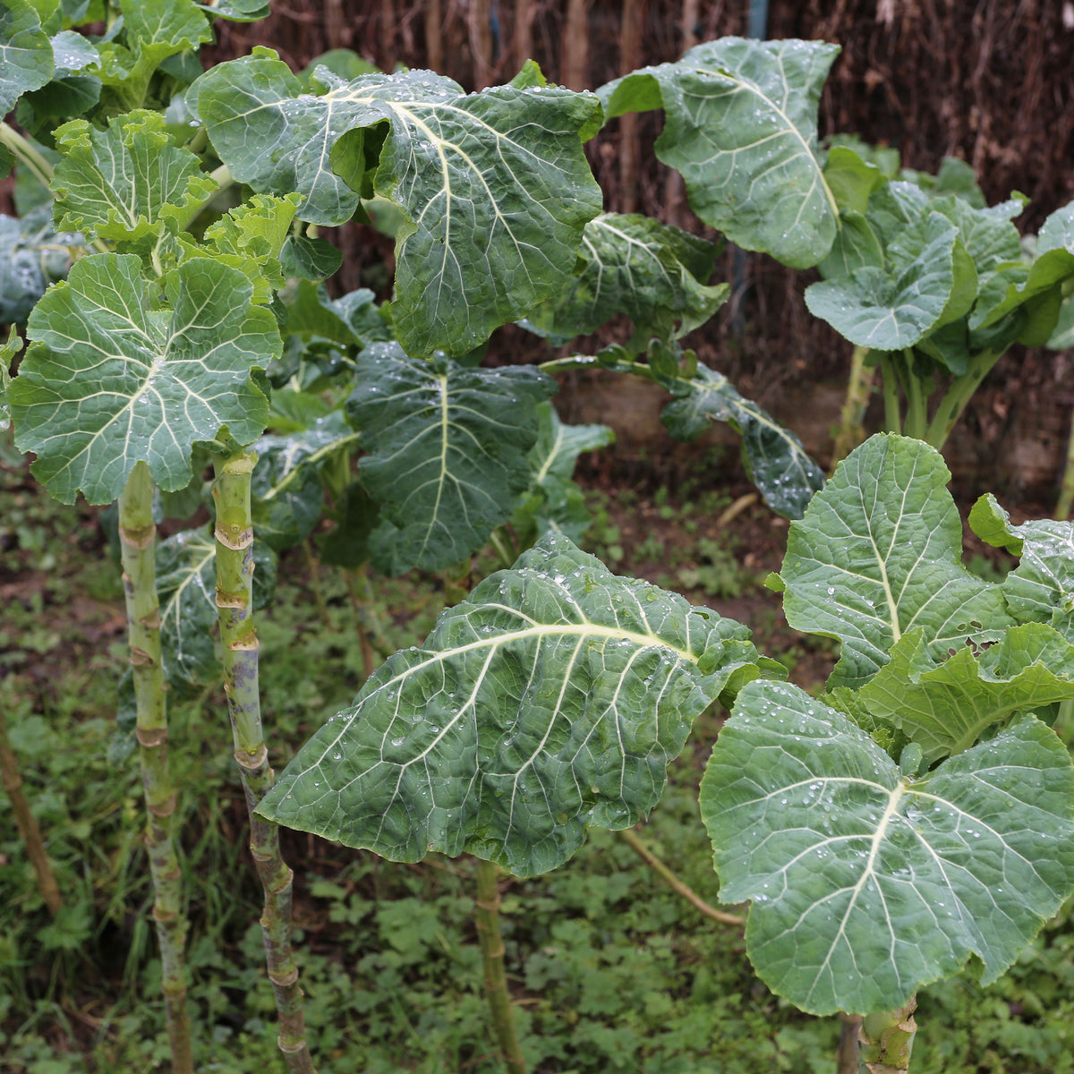 Chou fourrager cavalier vert protéor - Groene kool - Koolzaden