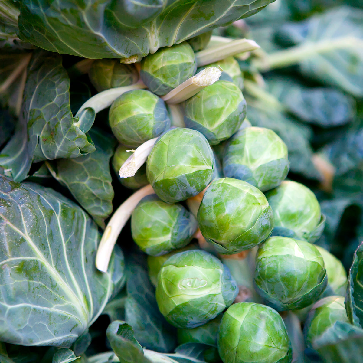 Spruiten 'De Rosny' - Brassica oleracea gemmifera De Rosny - Willemse