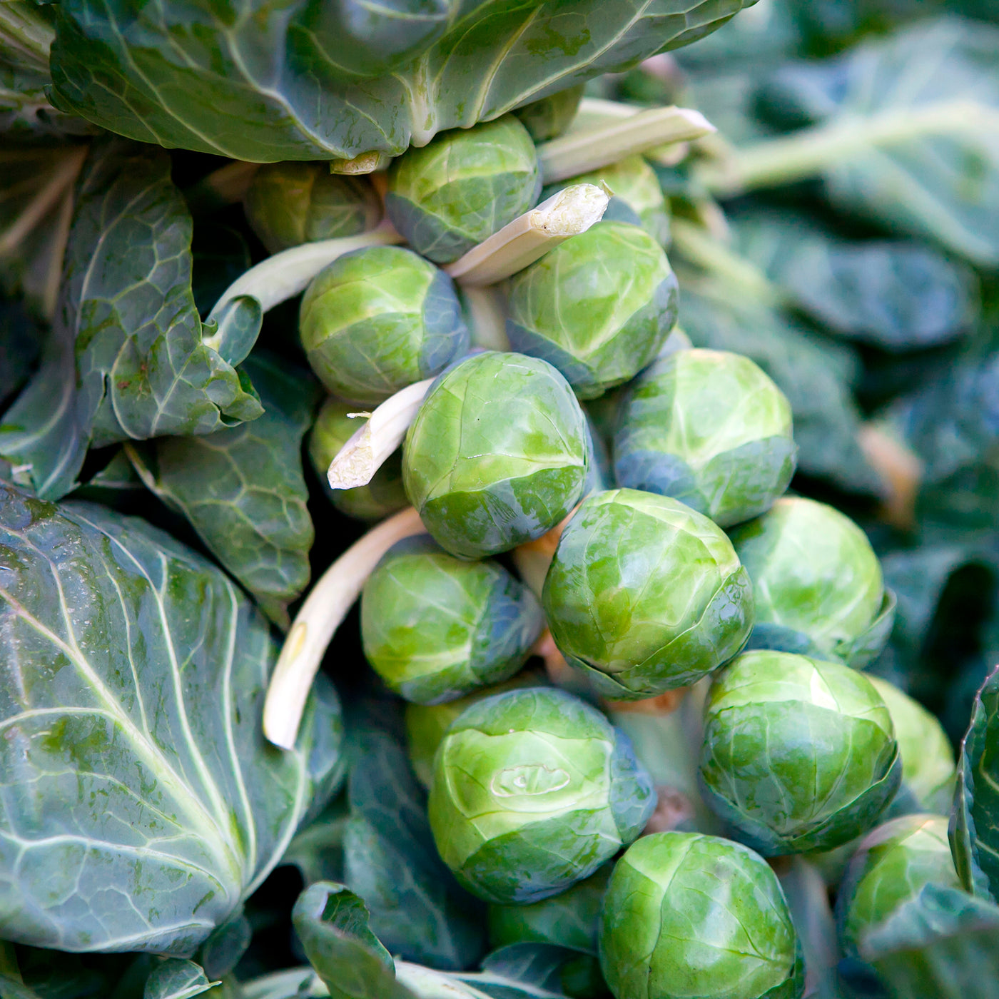 Spruiten 'De Rosny' - Brassica oleracea gemmifera De Rosny - Willemse