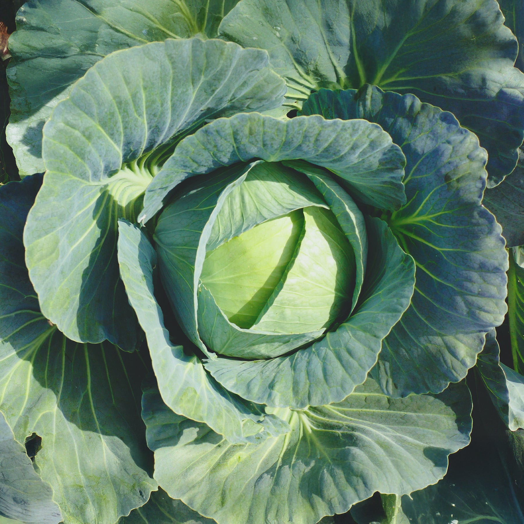 Kool 'Vestri F1' - Willemse