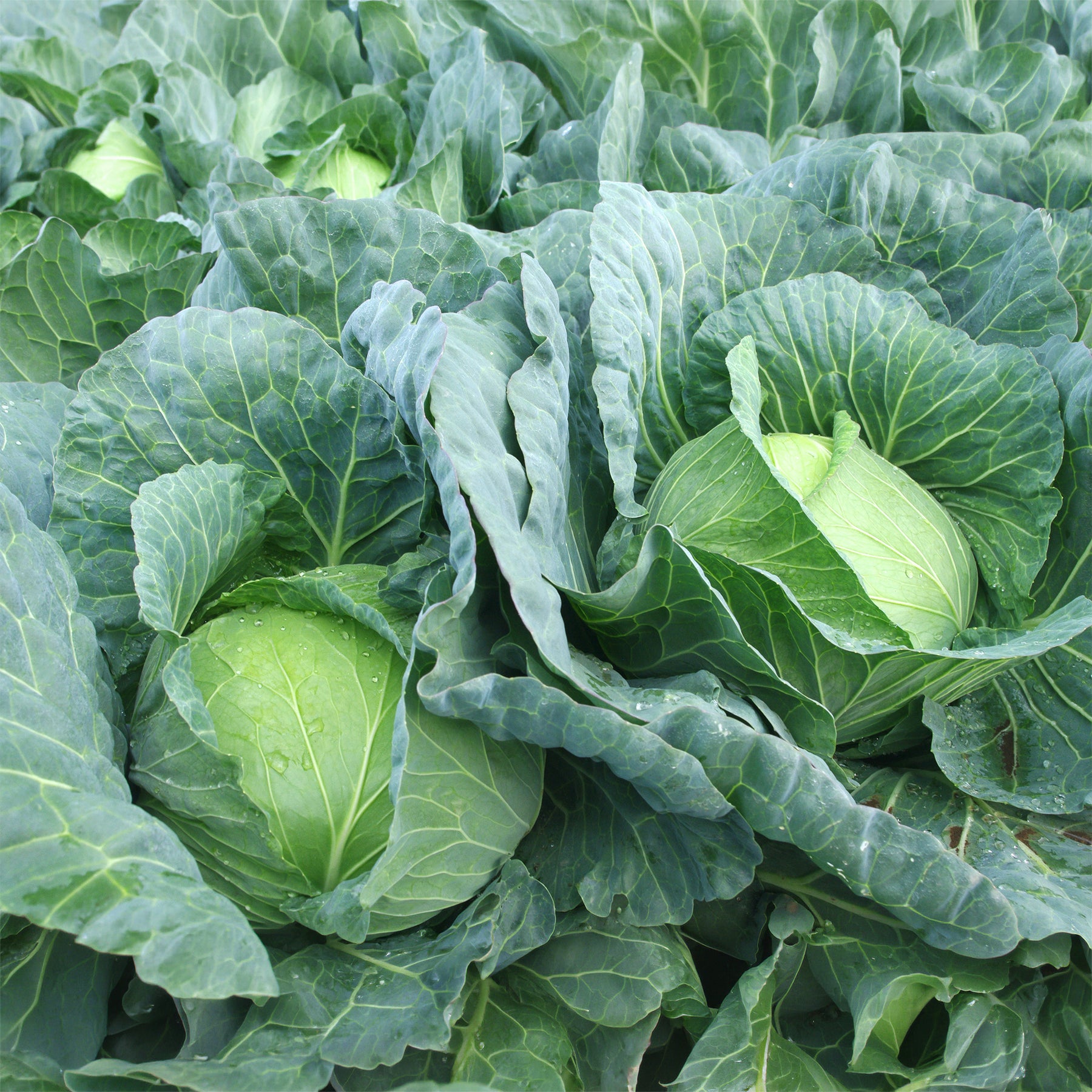 Kool 'Vestri F1' - Brassica oleracea capitata vestri f1 - Willemse
