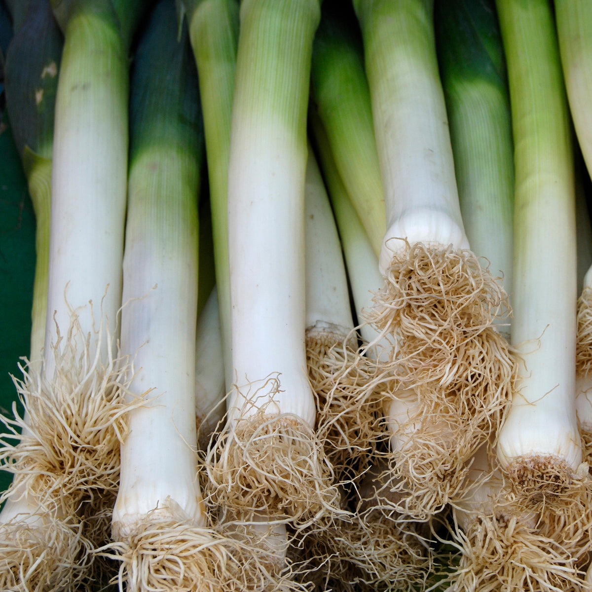 Prei 'Long de Nice' - Willemse