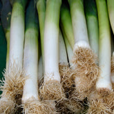 Prei 'Long de Nice' - Willemse