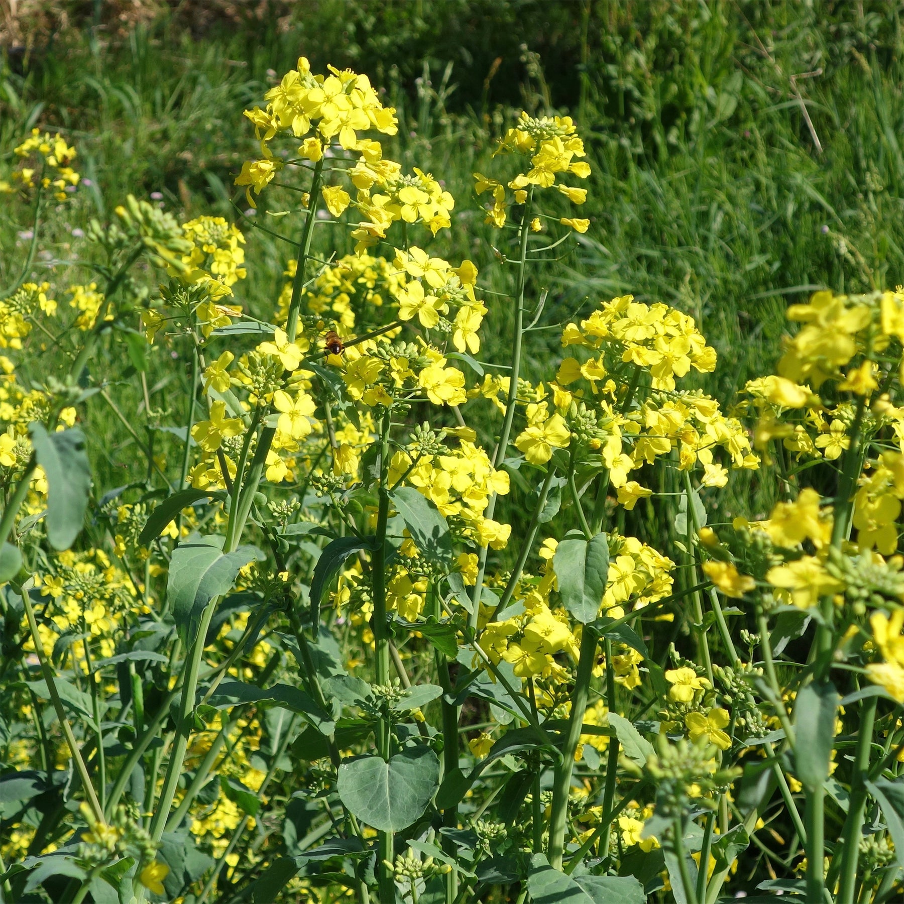 Barbarea praecox - Tuinkers - Slazaden