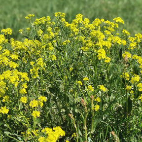 Slazaden - Tuinkers - Barbarea praecox