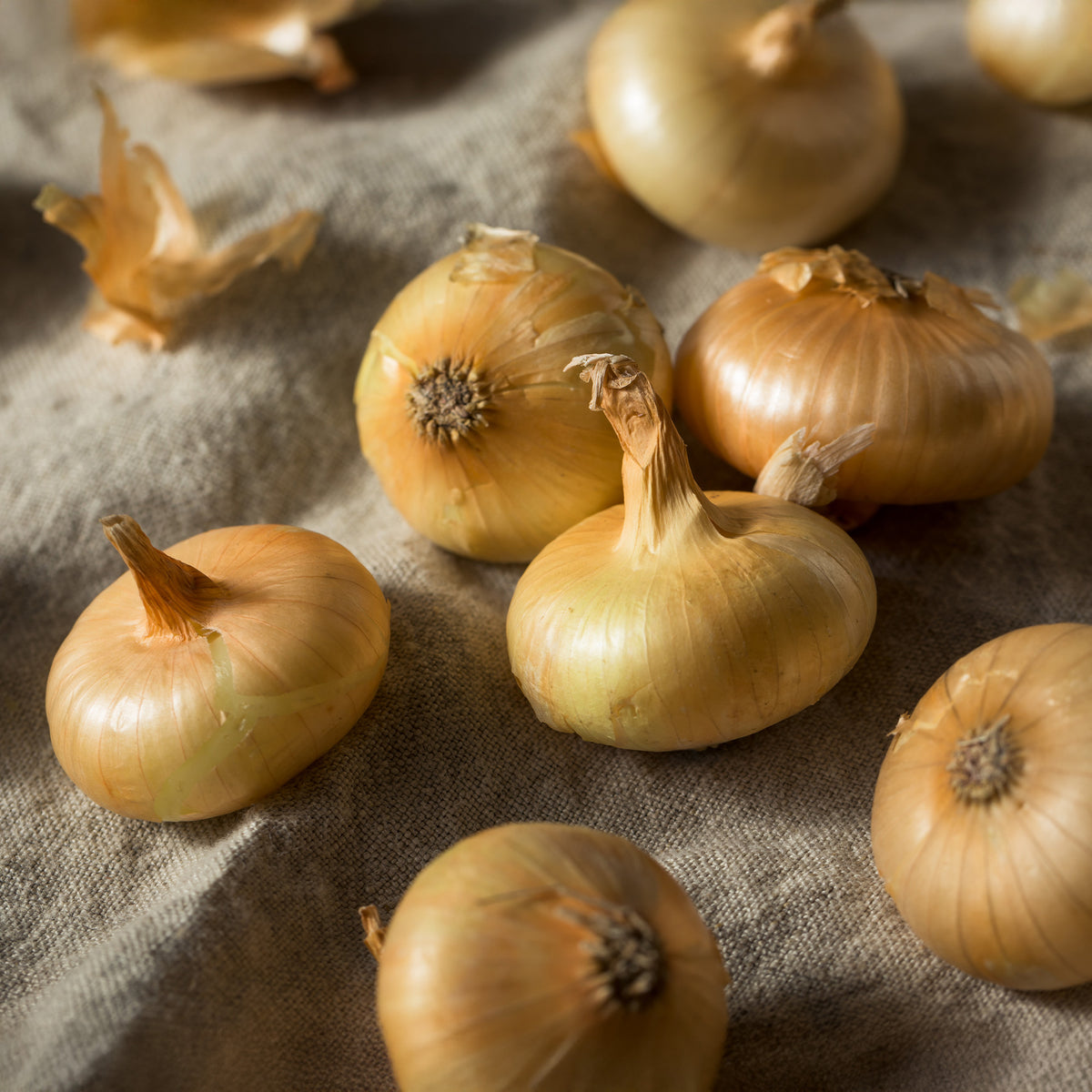 Gele ui 'Paille des Vertus' - Allium cepa Paille des Vertus - Willemse