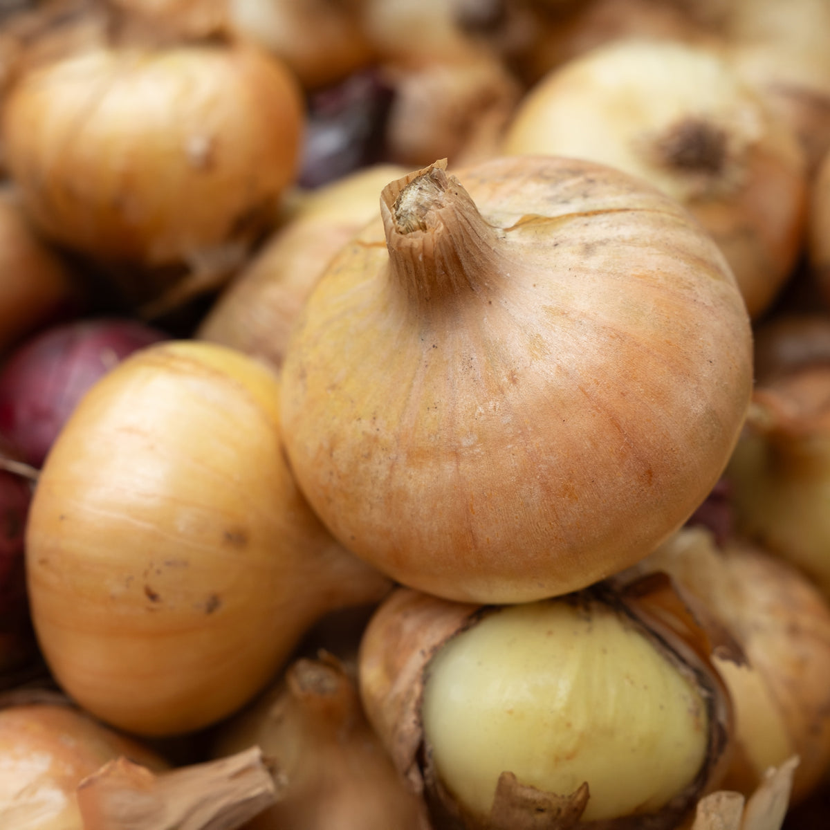 Gele ui 'Paille des Vertus' - Willemse