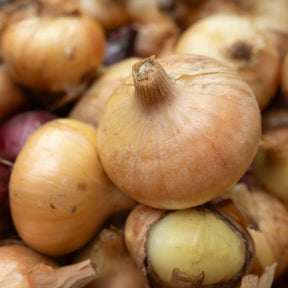 Gele ui 'Paille des Vertus' - Willemse