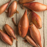 Sjalot 'Zebrune' - Allium cepa -échalion Zebrune - Willemse