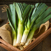 Prei 'Amor' - Allium porrum armor (obt. clause) - Willemse