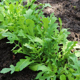 Rucola - Eruca sativa - Willemse