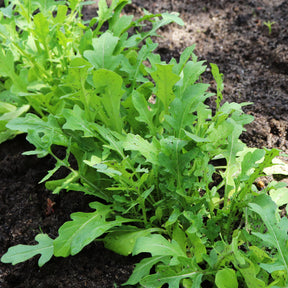 Rucola - Eruca sativa - Willemse