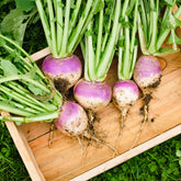 Knolraap 'Norfolk' - Willemse