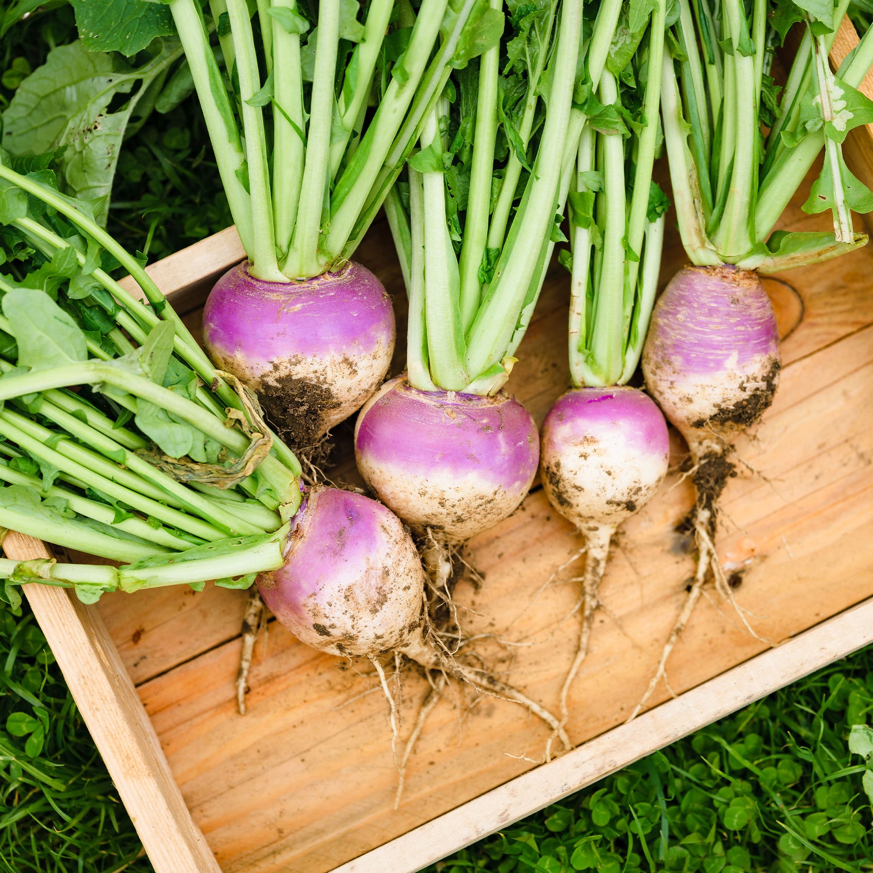 Knolraap 'Norfolk' - Willemse