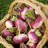 Raap 'd'Auvergne Tardive' - Brassica rapa - Willemse