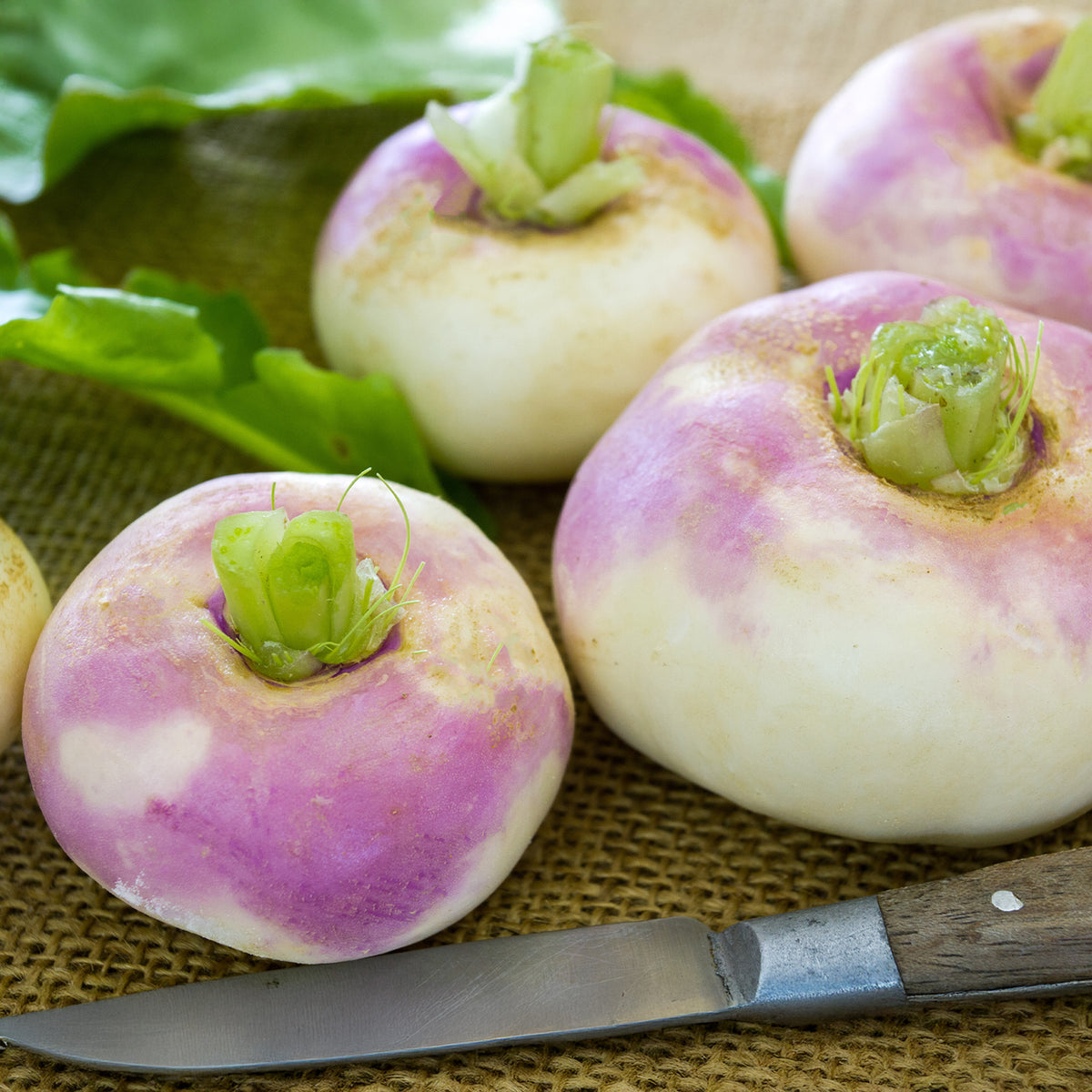 Raap 'Milanese Witte Roodkop' - Brassica rapa de milan à collet rose - Willemse