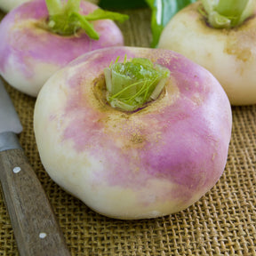 Raap 'Milanese Witte Roodkop' - Willemse