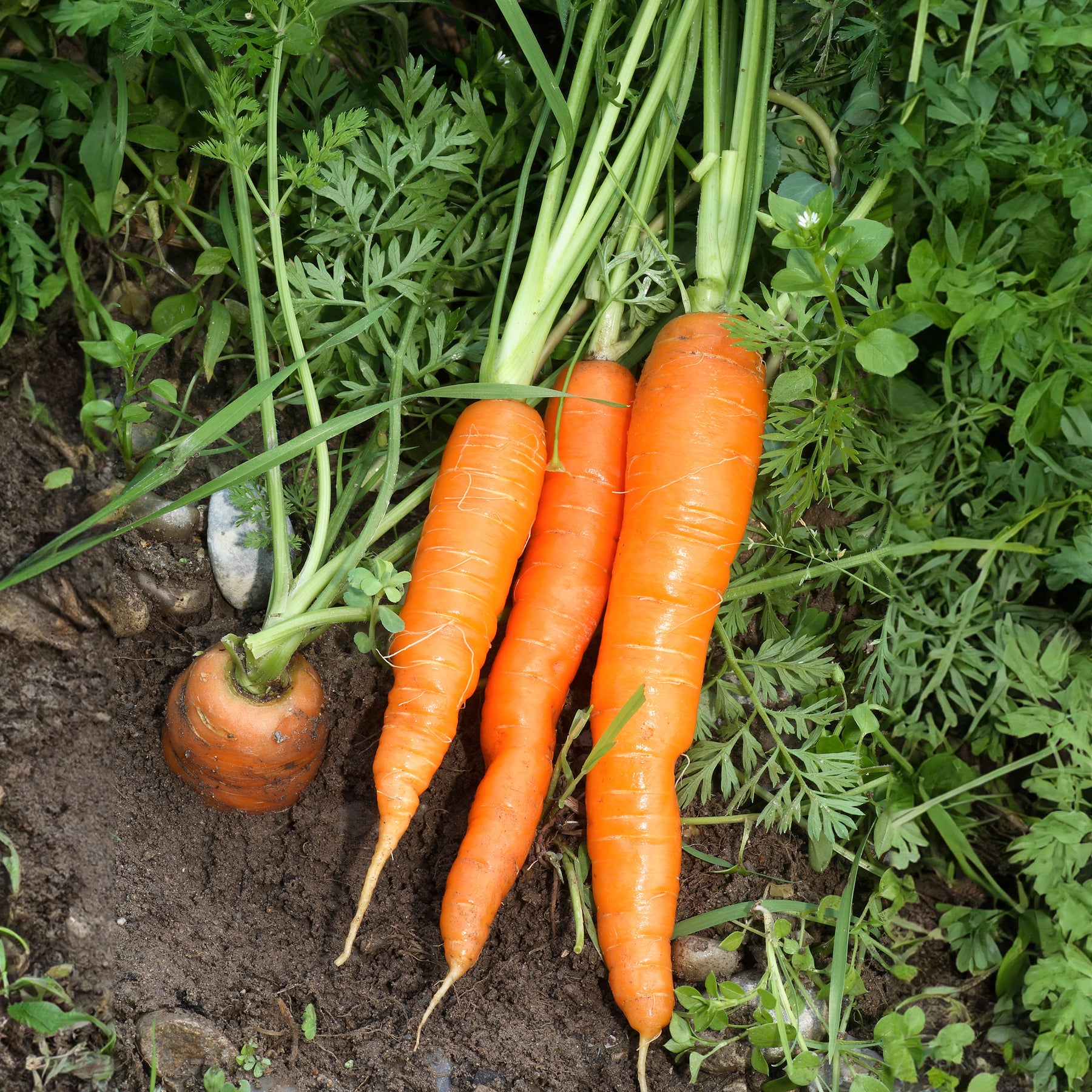 Daucus carota Nantaise améliorée 4 - Wortel 'Nantaise Améliorée 3' - Wortelzaden