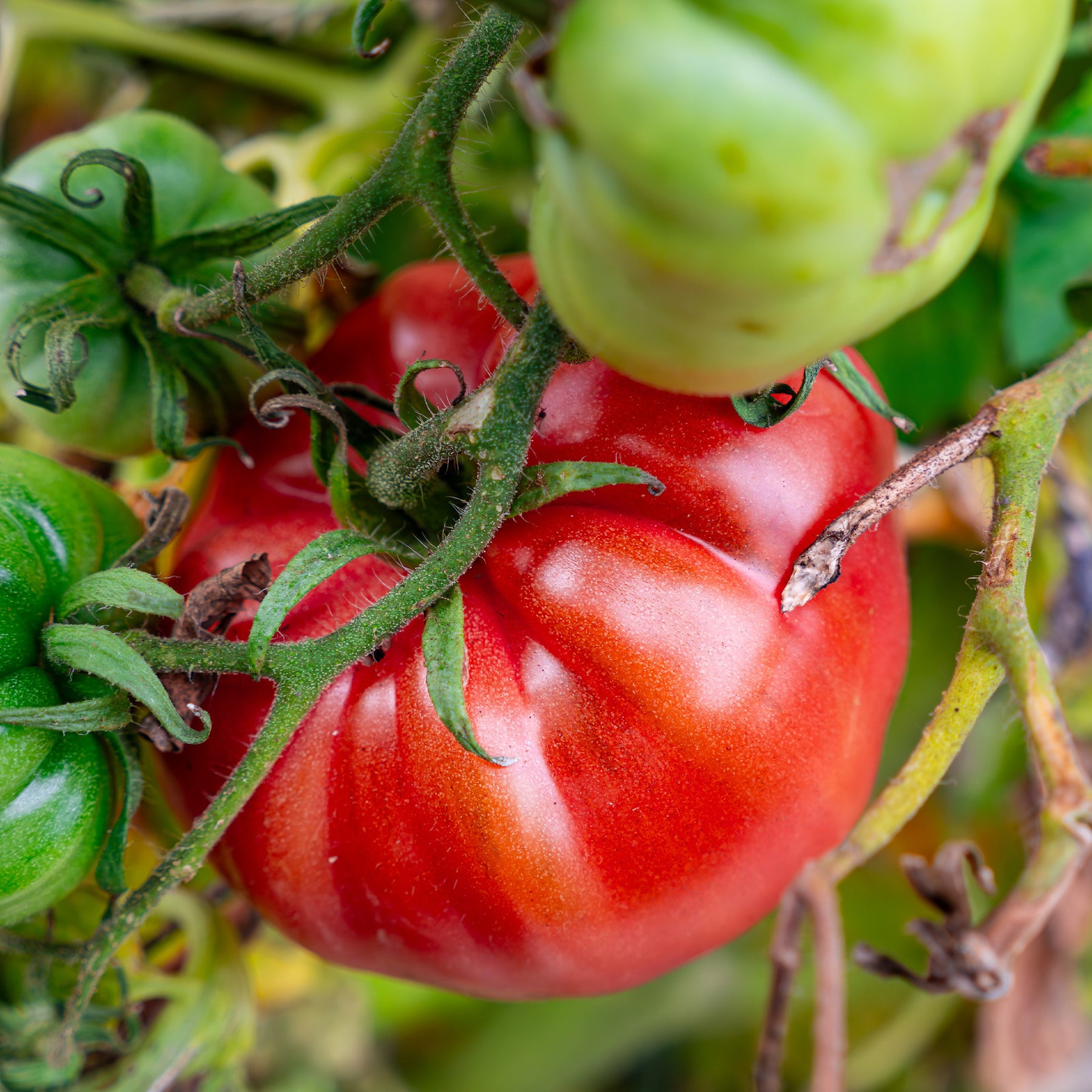 Verkoop Zonnige groentenzaden Mix - Cucurbita pepo, Solanum melongena, Capsicum annuum, Solanum lycopersicum