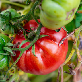Verkoop Zonnige groentenzaden Mix - Cucurbita pepo, Solanum melongena, Capsicum annuum, Solanum lycopersicum