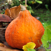 Reuzenpompoen 'Potimarron' - Cucurbita maxima Potimarron - Willemse