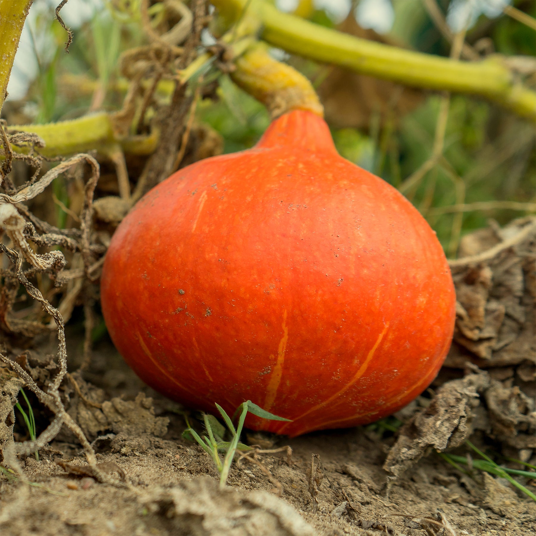 Reuzenpompoen 'Potimarron' - Willemse