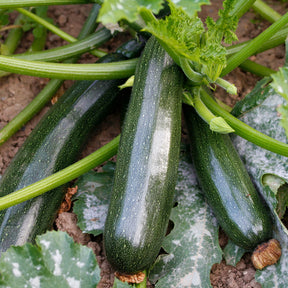 Courgette 'Black Beauty' - Cucurbita pepo  black beauty - Willemse