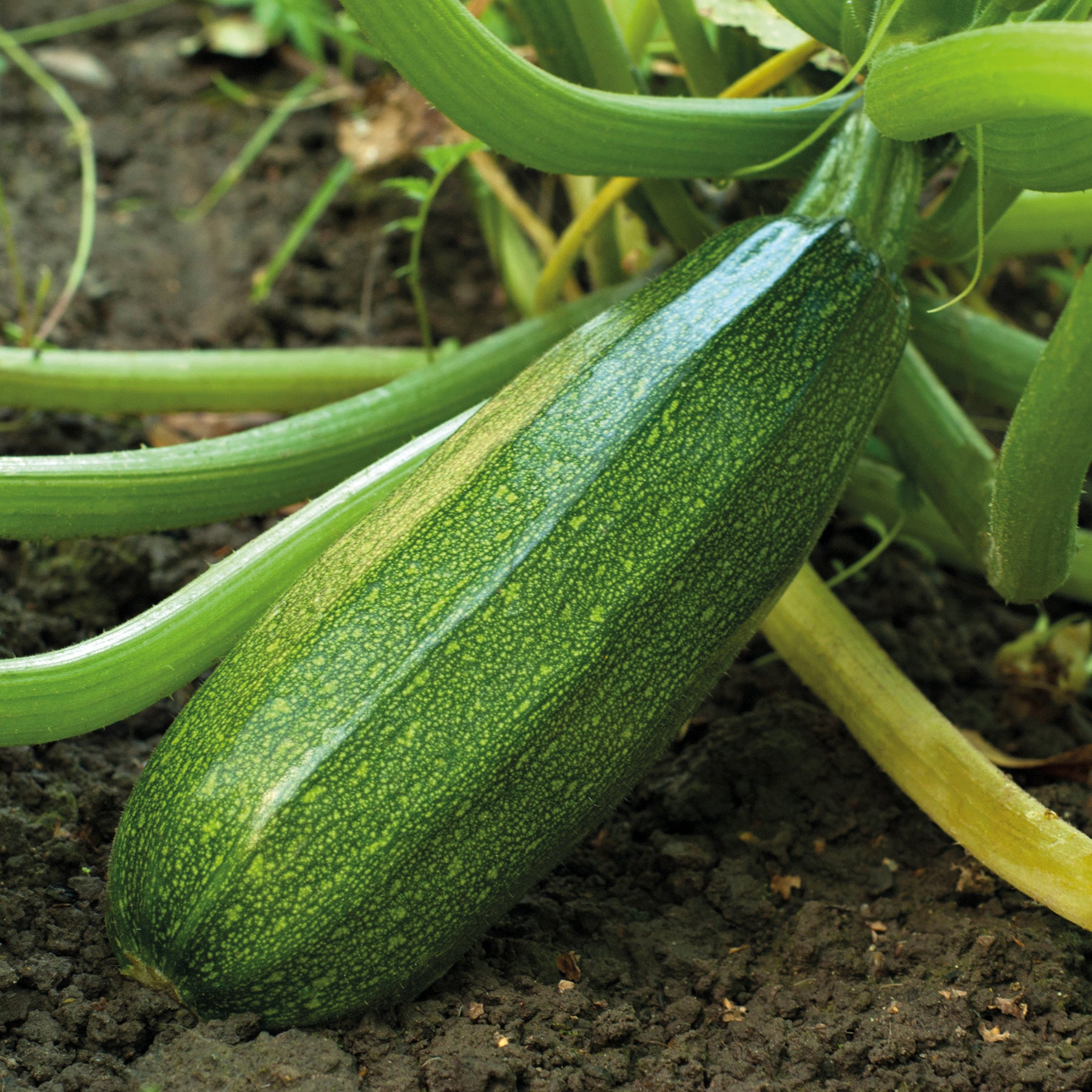 15 Courgette zaden - niet woekerend - Willemse