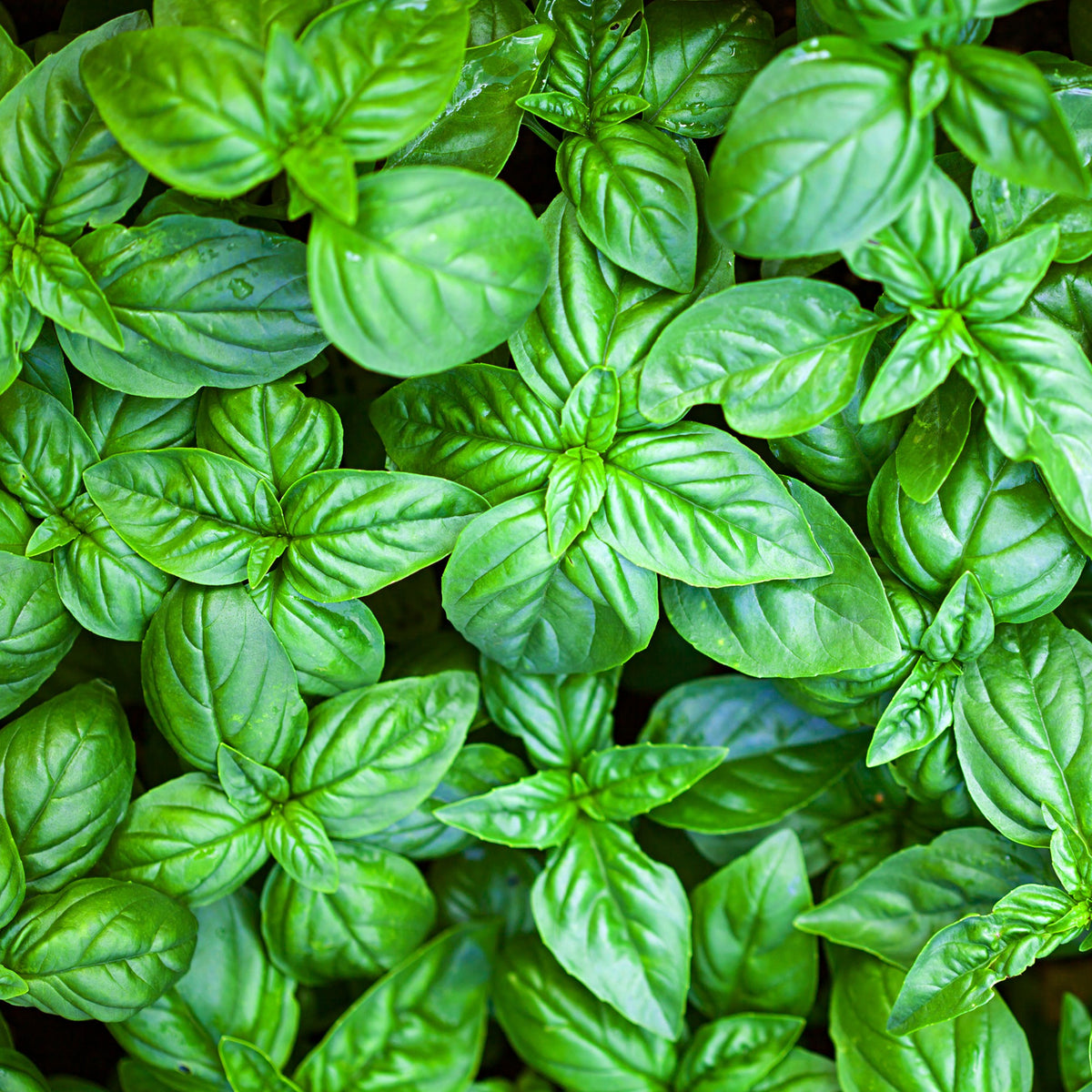 Basilicum - Basilicum 'Grand Vert' - Ocimum basilicum Grand Vert