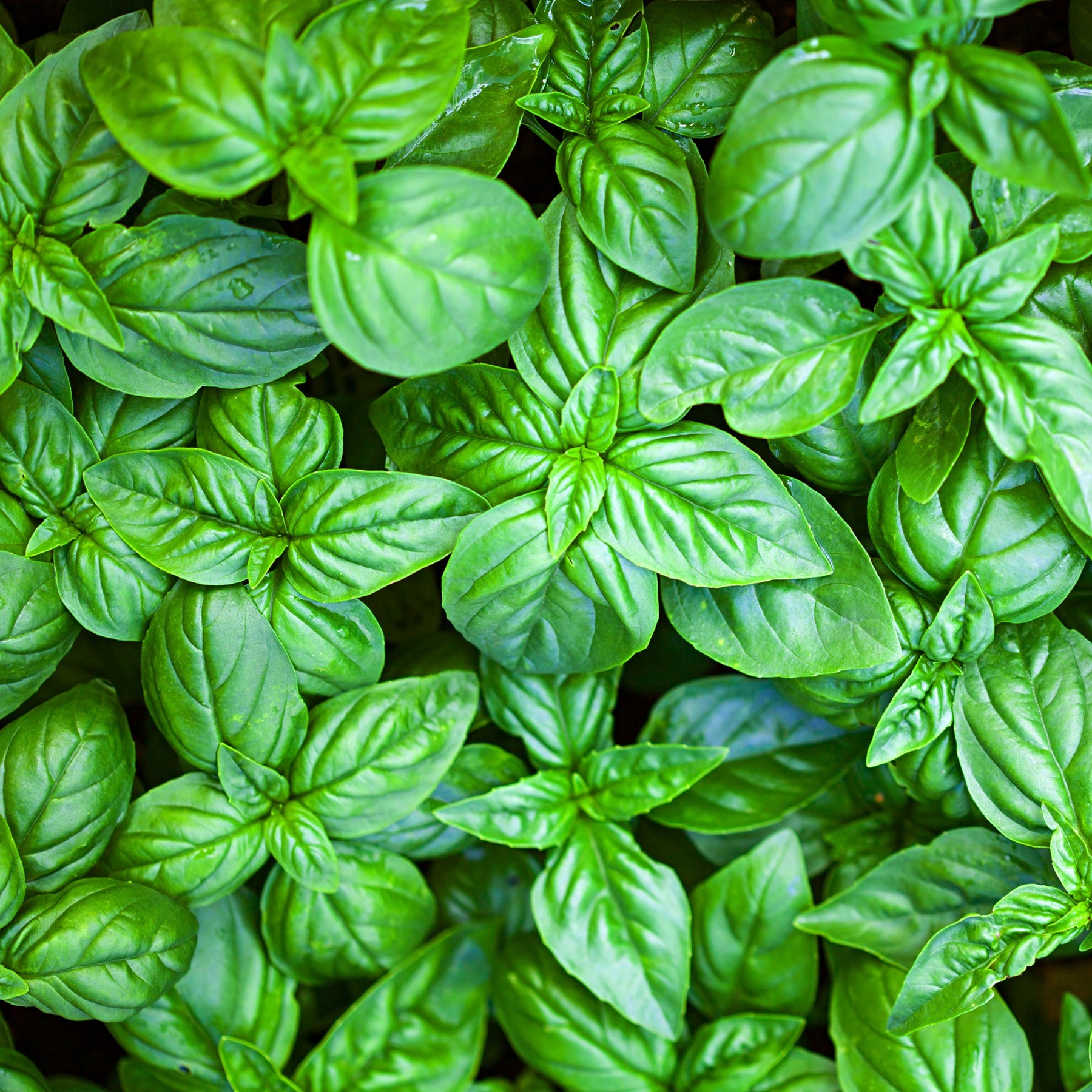 Basilicum - Basilicum 'Grand Vert' - Ocimum basilicum Grand Vert