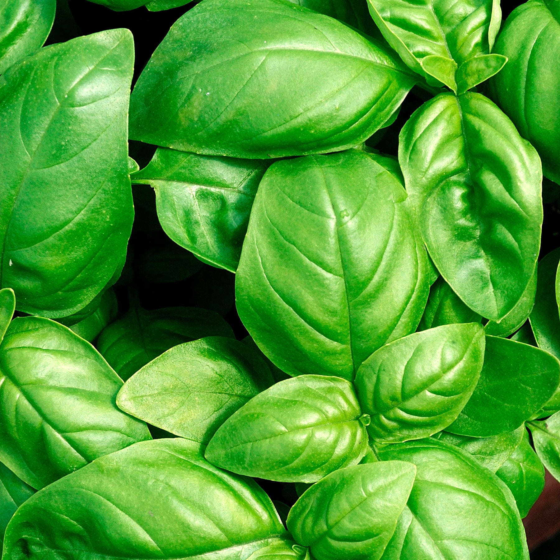 Ocimum basilicum Grand Vert - Basilicum 'Grand Vert' - Basilicum