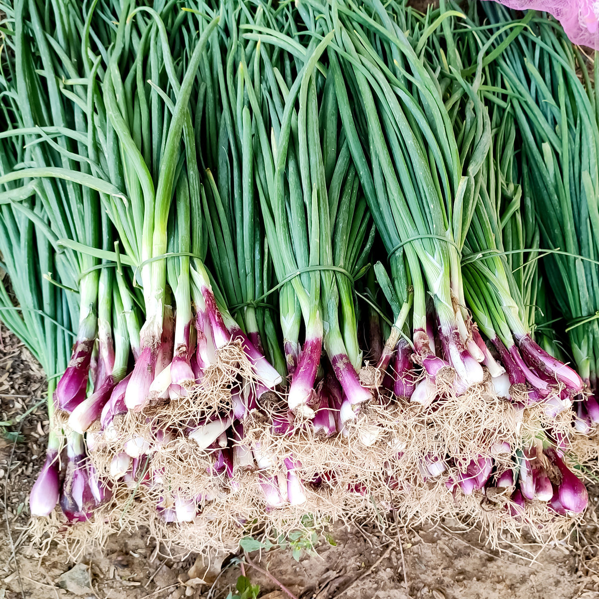 Grof bieslook - Willemse