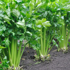 Apium graveolens - Selderij - Kruidenzaden