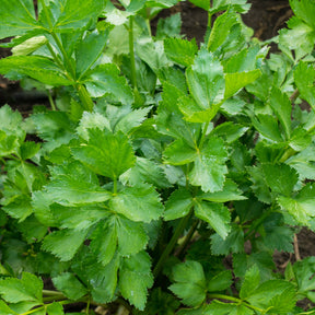 Selderij - Apium graveolens - Willemse